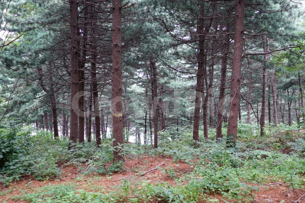 나무,공원,산책로,숲,산,식물,자연,풍경,nature,tree,forest,여름,summer,녹색,그린,green,color,landscape,계절,season,숲속,산림,삼림,자연,풍경,nature,landscape,plant,vegetation,초목