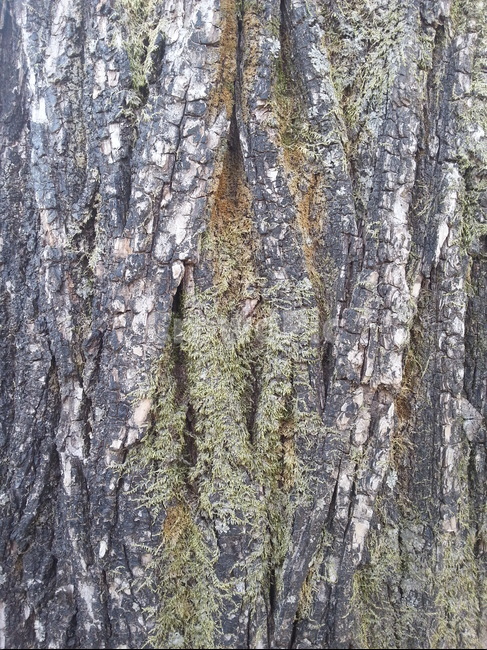 나무,껍질,질감,배경,무늬,나무,trees,wood,텍스처,질감,패턴,texture,pattern