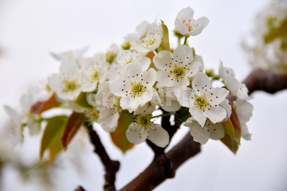 배,배꽃,흰꽃,배나무,하얀꽃,pear,peartree,pearflower,flower
