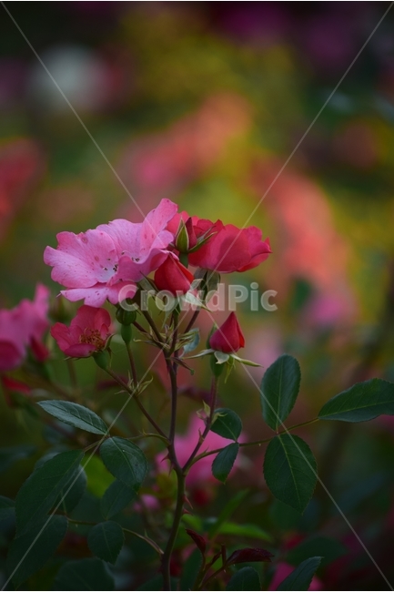 장미,애기장미,미니장미,장미꽃,장미화,식물,자연,plants,nature,꽃,flower