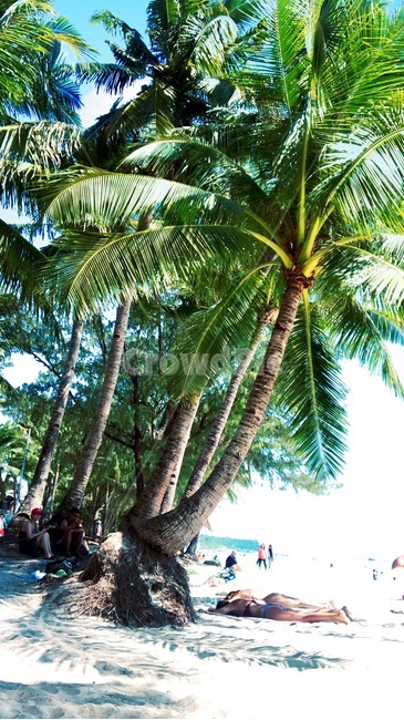 나무,야자수,보라카이,해변,바닷가,모래,tree,summer,여름
