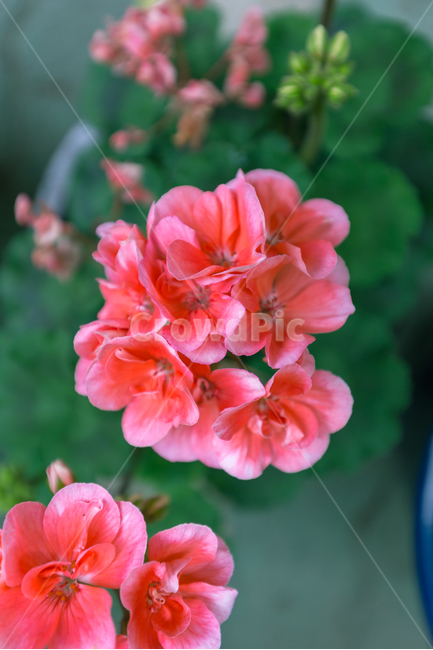 꽃,식물,자연,초록,그린,배경화면,감성사진,식물사진,식물,자연,plants,nature,꽃,flower