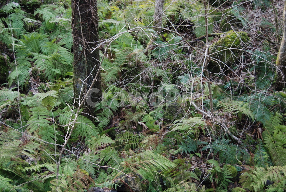 제주,성산,자연,야생,식물,식물,자연,plants,nature,나무,trees,wood