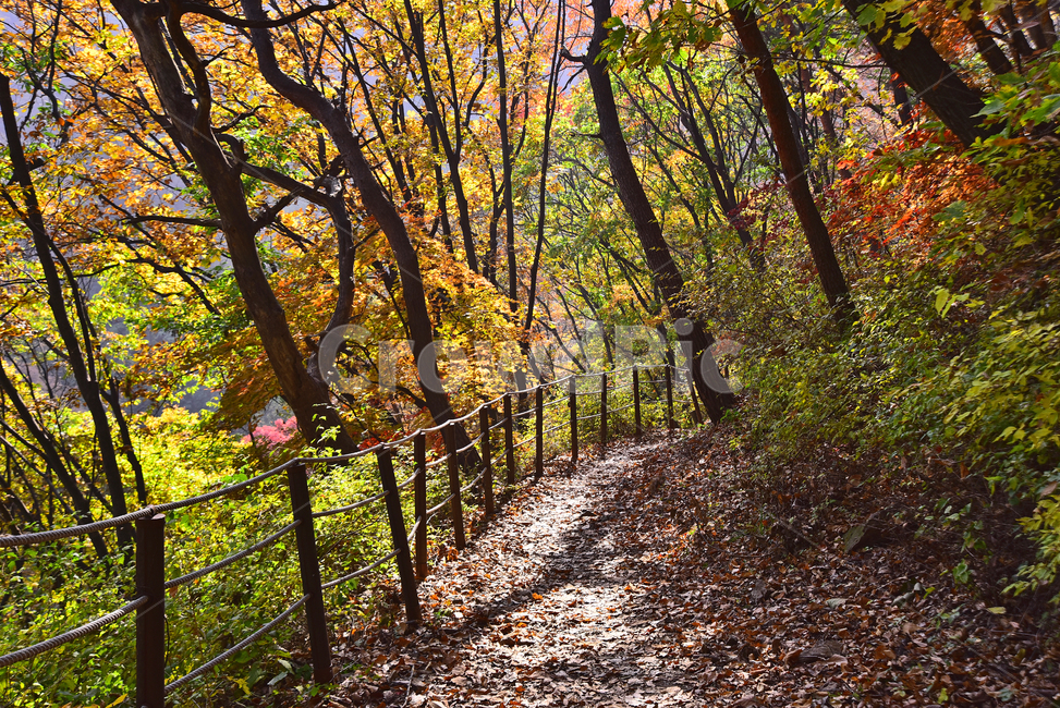 가을,가을배경,한국자연경관,배경,바탕,백그라운드,단풍숲,계절,시즌,season,outdoor,옥외,야외,식물,plant,flowers,autumn,fall,background,maple,tree,찬란한,칼라풀,colorful,forest,가을풍경,단풍산,등산로,산책로,힐링,형형색색,가을산,healing,인적없는,호젓한,가을,계절,fall,autumn,season,자연,풍경,nature,landscape,path,통로,ground,바닥