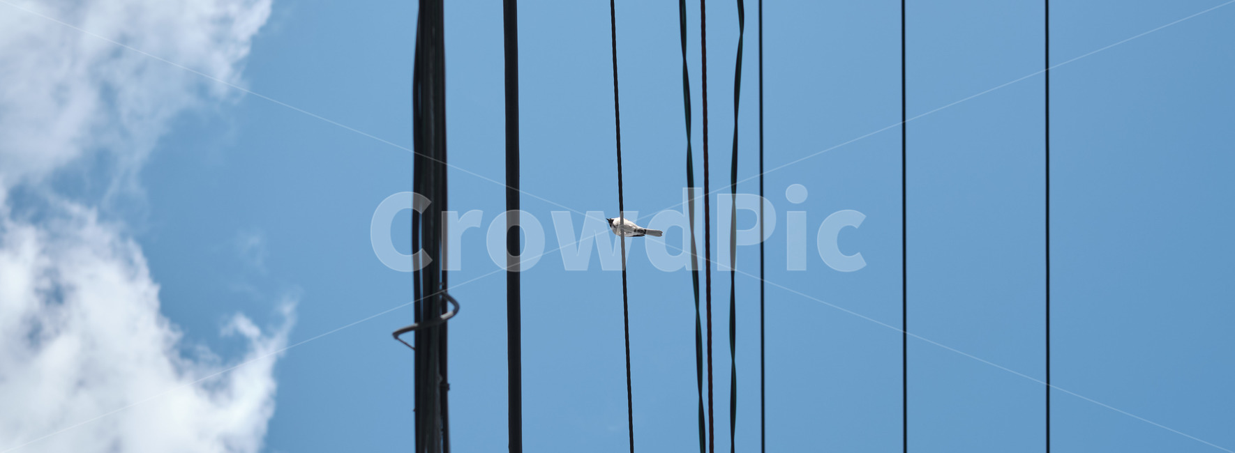 하늘,sky,cloud,구름,전깃줄,wire,새,bird