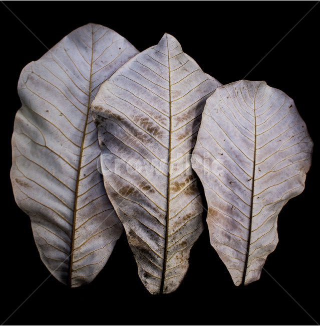 나뭇잎,leaf,자연,나무,낙엽,식물,자연,plants,nature