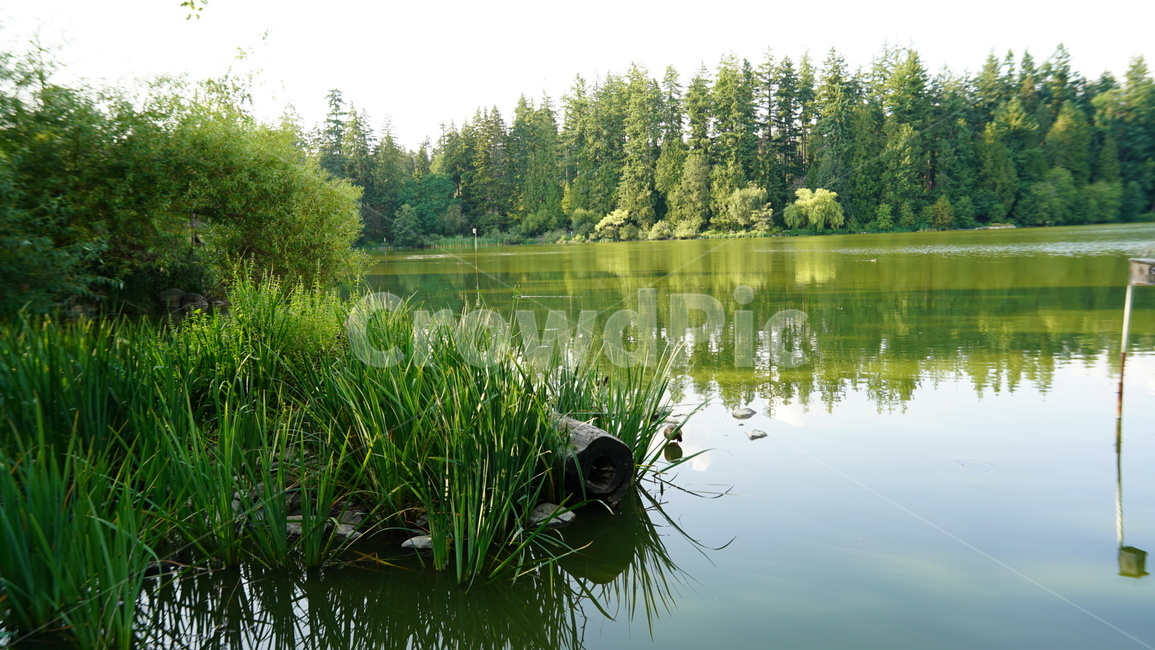자연,호수,여름,맑음,휴식,식물,숲,자연,풍경,nature,landscape,land,땅,outdoors,옥외,water,물,fir,전나무,plant,tree,나무