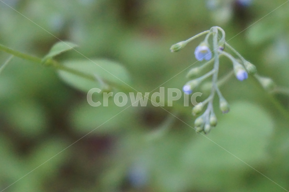 봄,4월,초록,풀잎,풀꽃,보라색,자연,싱그러움,흐림,식물,자연,plants,nature,꽃,flower