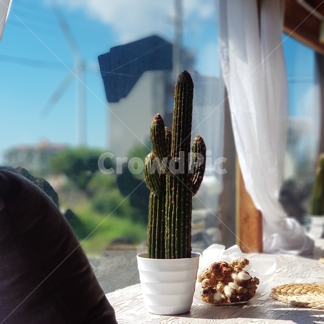선인장,인테리어,cactus,카페,힐링,휴식,장가,풍차,커튼,제주도,월령