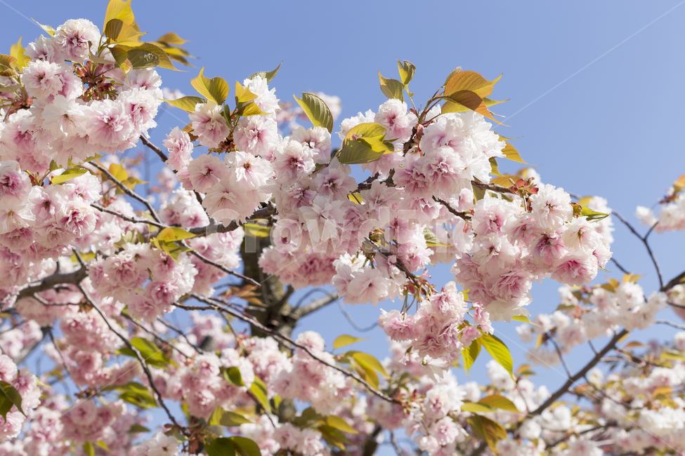 벚꽃,꽃,겹벚꽃,공원,분홍색,자연,산책,하늘,파란색,바탕화면,봄,계절,spring,season,식물,자연,plants,nature,꽃,flower,plant,blossom