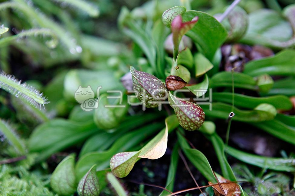 사라세니아시타시나,끈끈이주걱,벌레잡기,벌레잡는식물,식물,풀,외레종,열대식물,식물원,실내,온실