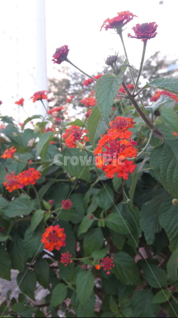 레드란타나,redlantana,칠변화,꽃,flower,식물,plant,blossom,꽃,flower