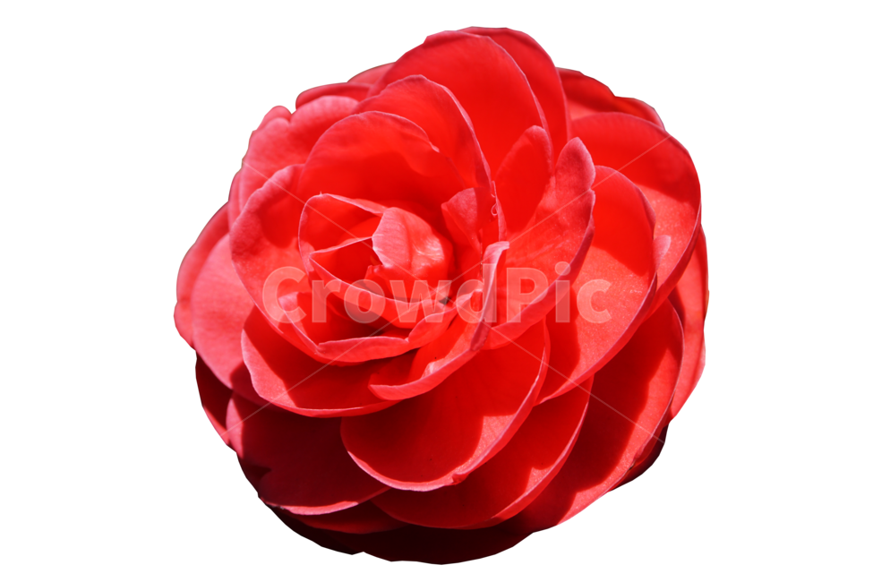 동백꽃,자연,식물,꽃,빨간꽃,rose,장미,flower,plant,blossom