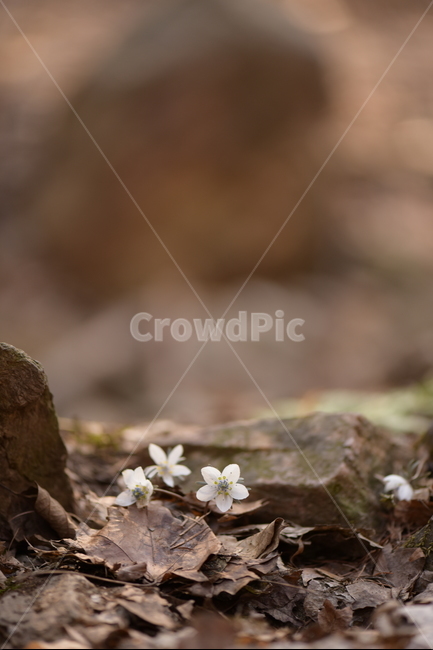 안산,수리산,꽃,변산바람꽃,식물,flower