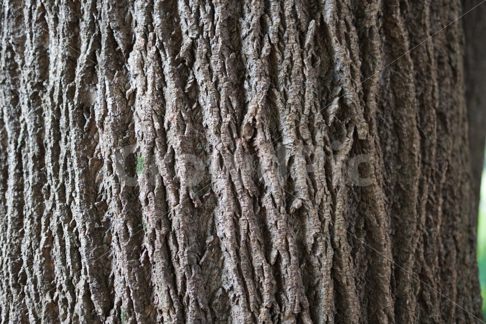 나무,자연,질감,껍질,느낌,식물,자연,plants,nature,텍스처,질감,패턴,texture,pattern