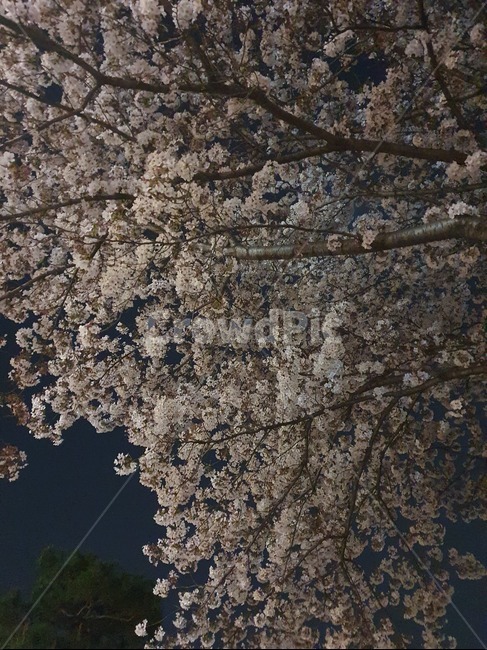 cherryblossom,벚꽃,꽃,blossom,flower,plant,식물,밤,봄