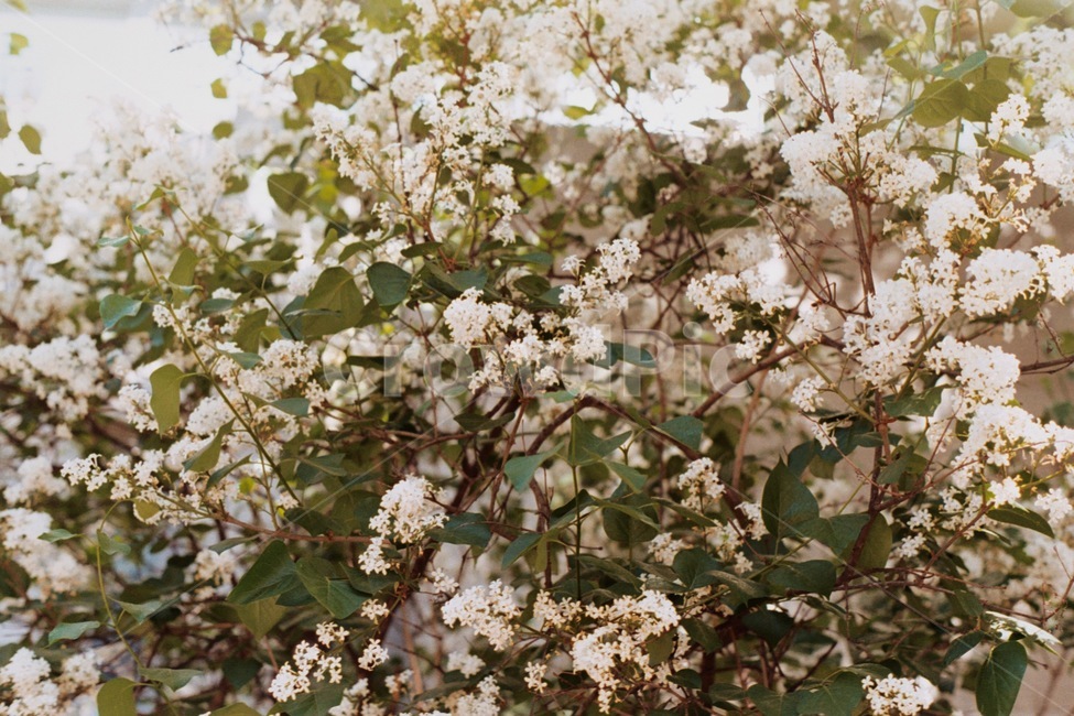 흰꽃,꽃,봄,자연,spring,아날로그,필름사진,감성사진,하얀꽃,flower,꽃,flower