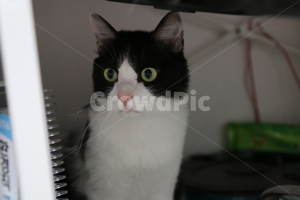 고양이,반려동물,애완동물,코리안숏헤어,코숏,턱시도고양이,삼색고양이,동물,야옹이,미묘,집사,고양이눈,냥이,유기묘,반려묘,cat,kitty,kitten,eyes