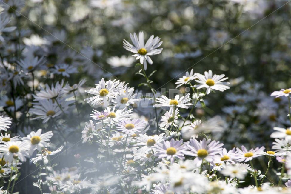 국화,구절초,꽃,꽃밭,식물,자연,가을,식물,자연,plants,nature,꽃,flower