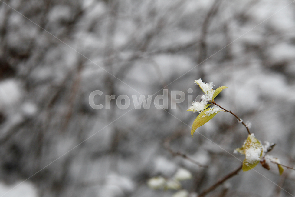 자연,plant,식물,겨울,눈,snow,winter,겨울나무,노란색,잎사귀,눈결정,감성사진