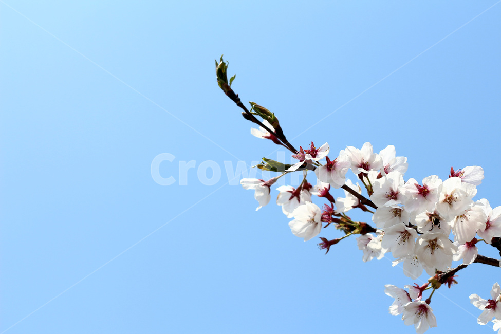 벚꽃,벚꽃나무,벚나무,벚나무숲,벚꽃나무숲,봄,계절,spring,season,식물,자연,plants,nature,꽃,flower