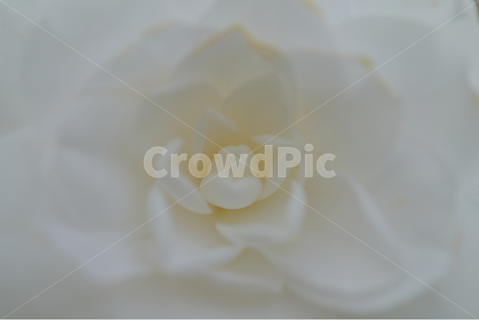 동백꽃,camelliaflower,설중사우,동백화,산다화,조매화,사랑,김유정,소설,식물,자연,plants,nature,꽃,flower