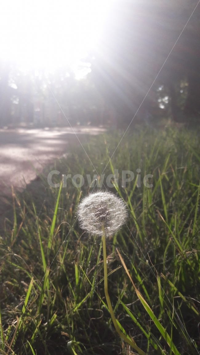 민들레씨,꽃,식물,자연,감성,식물,자연,plants,nature,꽃,flower,휴식,힐링,rest,relaxation,healing