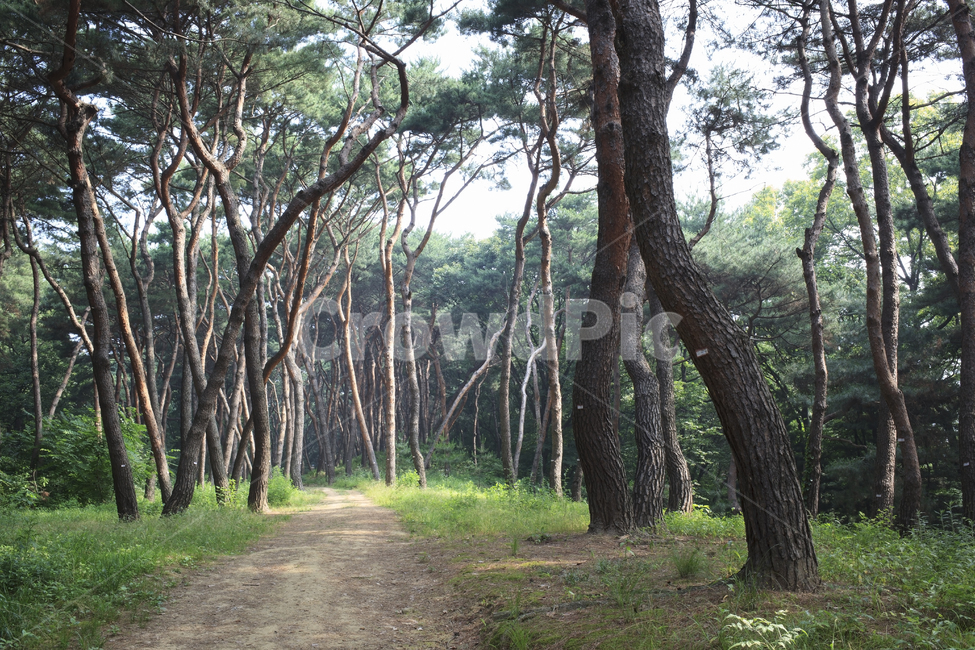 솔숲,아침,솔향기,융건릉,산책,폰배경,바탕화면,자연,풍경,nature,landscape,tree,나무,tree trunk,나무 줄기,plant,식물