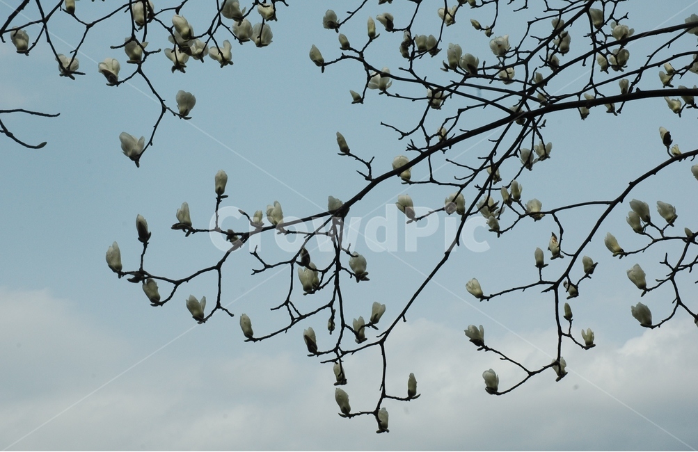 목련,백목련,kobusmagnolia,토종목련,꽃,식물,자연,plants,nature,꽃,flower