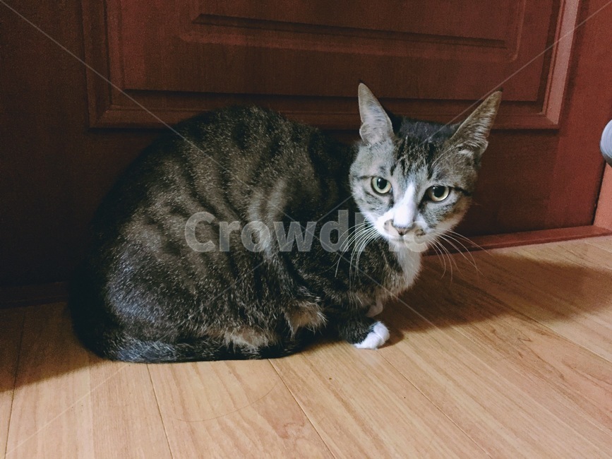 고양이,야옹,가을,동물,cat,분위기,빈티지,동물,animal,포유류,mammal,고양이,cat,kitten,kitty