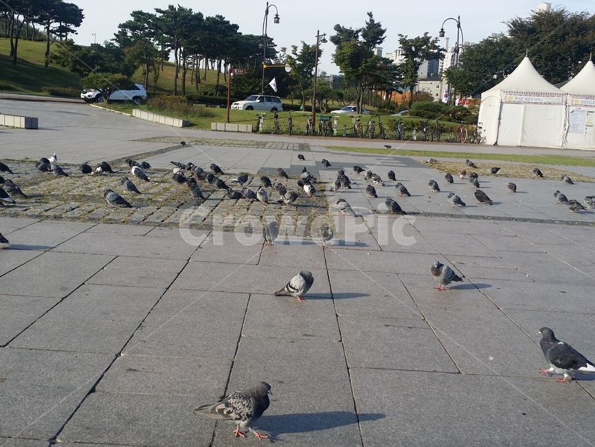 비둘기,공원,귀여운,새,무리,함께,조류,동물