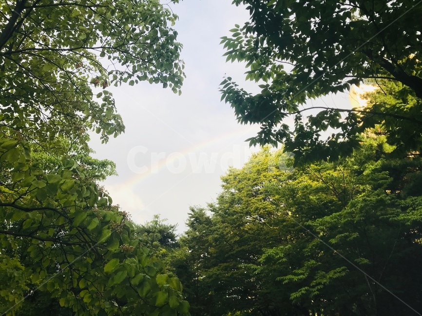 무지개,공원무지개,rainbow,길,자연
