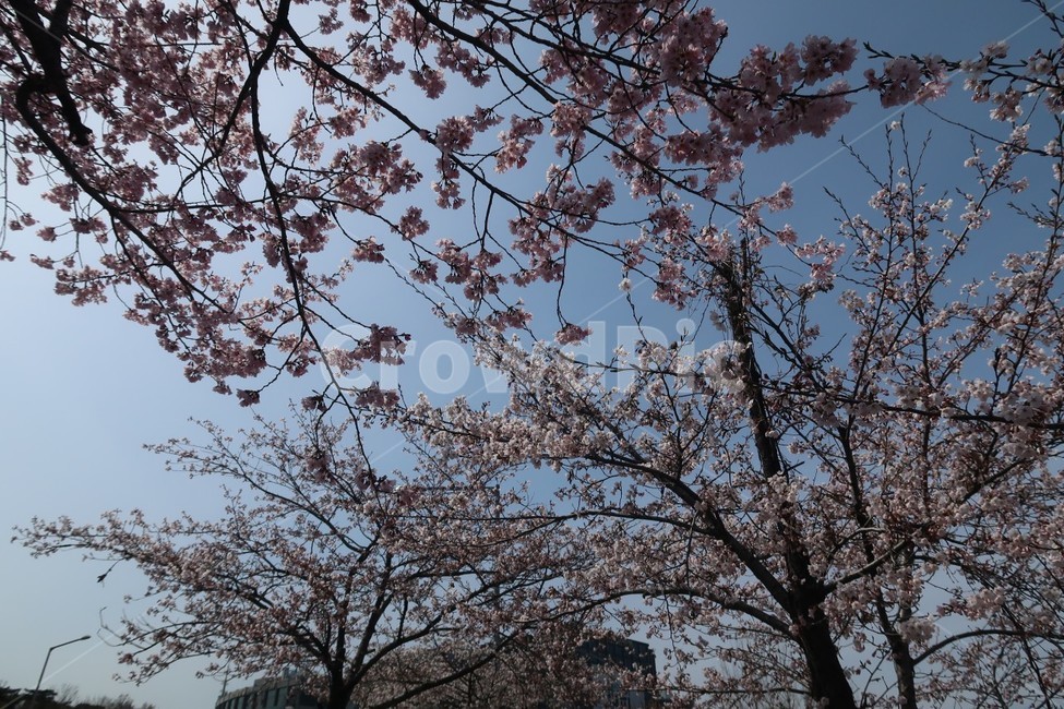 벛꽃,꽃,벚꽃나무,봄,여의도벚꽃,봄,계절,spring,season,plant,식물,flower,blossom