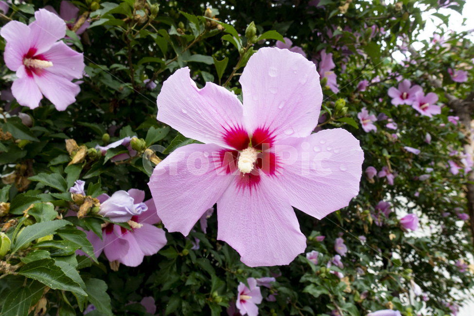 여름,국화,현충일,광복절,무궁화,플라워,꽃,flower,한국,natuer,식물,자연,plant,꽃잎,bee,클로즈업,벌,식물,자연,plants,nature,꽃,flower