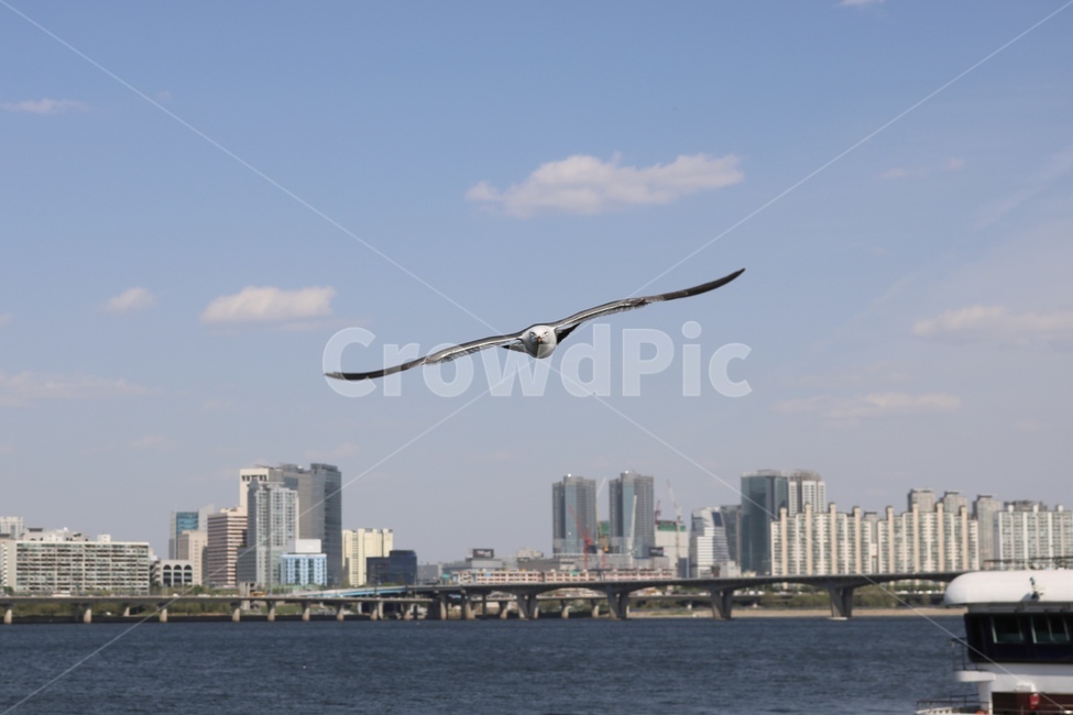 animal,동물,bird,새,갈매기,한강,commongull,flying,나는,river,hanriver,동물,animal,조류,새,birds