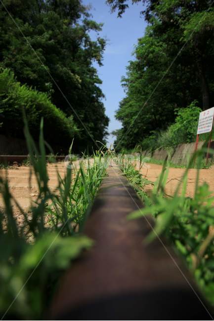 기차,기찻길,trainrail,풍경,대중교통,감성,분위기,자연,풍경,nature,landscape,식물,plants,soil,흙