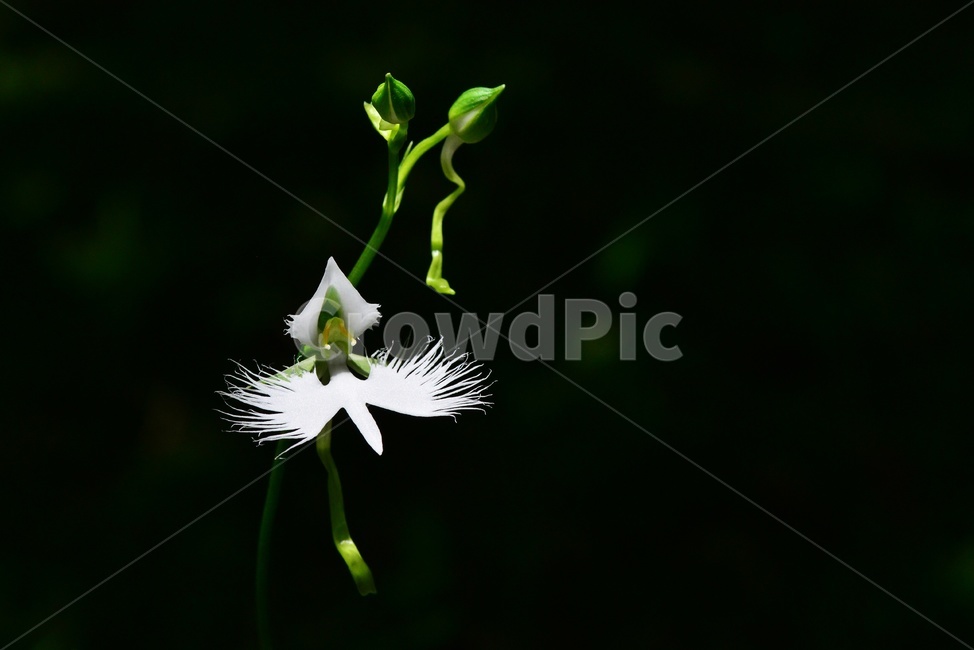 plant,식물,blossom,flower,꽃,난초과,관상용,하얀색,해오라비난초,해오라비난초꽃,야생화,다년생
