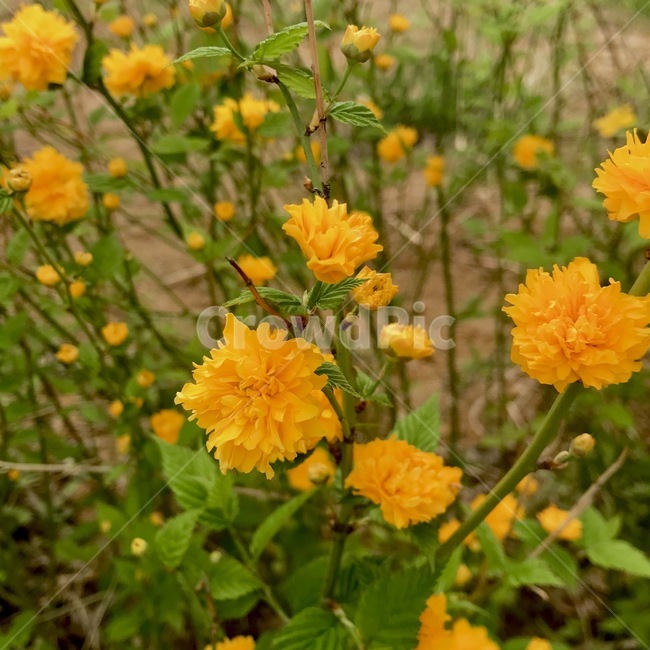꽃,flower,plant,식물,merrygold,메리골드