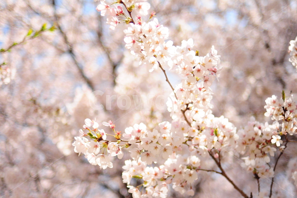 벚꽃,봄,벚꽃나무,나무,꽃잎,하늘,햇살,햇빛,가지,봄,계절,spring,season,식물,자연,plants,nature,꽃,flower,plant,blossom