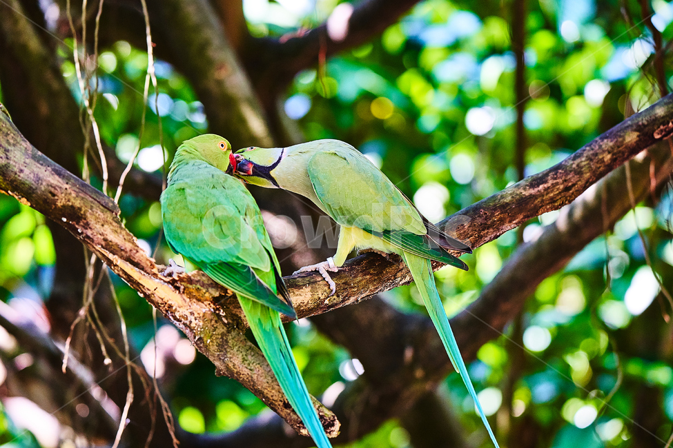 조류,나뭇가지,앵무새,사랑,커플,동물,animal,조류,새,birds