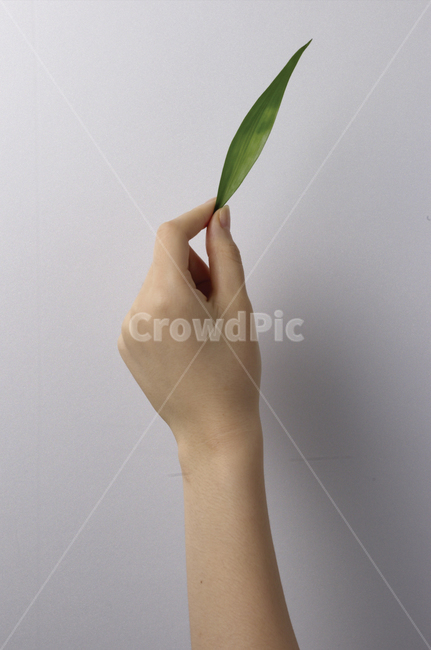 손,여자손,손짓,나뭇잎,잎사귀,사람,손등,제스처,모션,연출,라이프스타일,여성,손가락,핸드,핸드모션,왼손