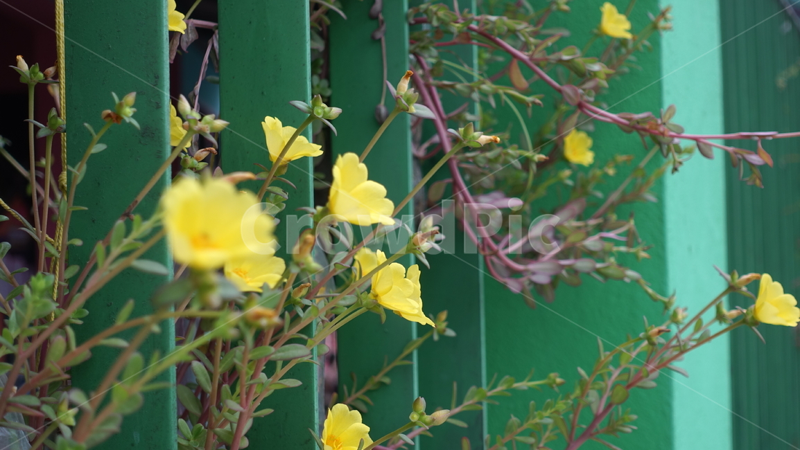 꽃,flower,열대,plant,식물,blossom,꽃송이,식물,자연,plants,nature,꽃,flower