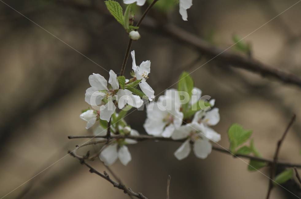 plant,식물,flower,blossom,꽃,white,흰꽃,하얀,whiteflower,하얀꽃,흰,봄,spring,봄꽃,식물,자연,plants,nature,꽃,flower