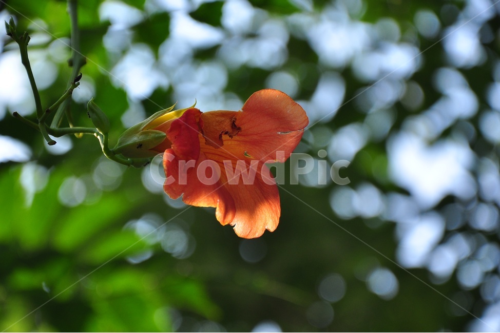 blossom,plant,식물,flower,꽃,능소화,보케