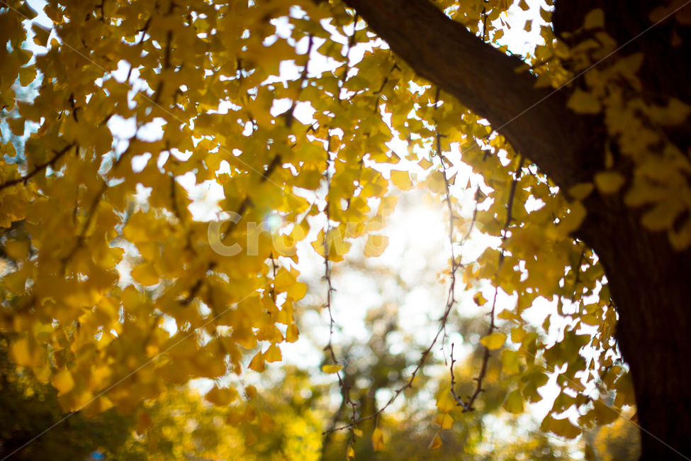 가을,노란색,단풍,노랑,가을색,빛,노랑노랑,옐로우,yellow,autumn,바스락,반짝반짝,따스함,한적함,leaf,잎,plant,식물,tree,나무,sunlight,햇빛