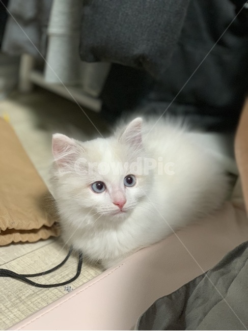 아기냥,아깽이,포유류,pet,고양이,animal,동물,cat,랙돌,ragdoll,동물,animal,포유류,mammal,고양이,cat,kitten,kitty