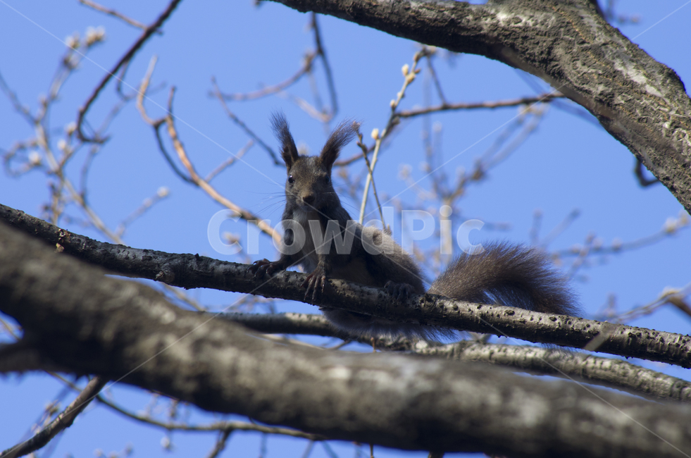 청설모,나무,동물,다람쥐,하늘,나무가지,설치류,squirrel,sky,branch,nature,자연
