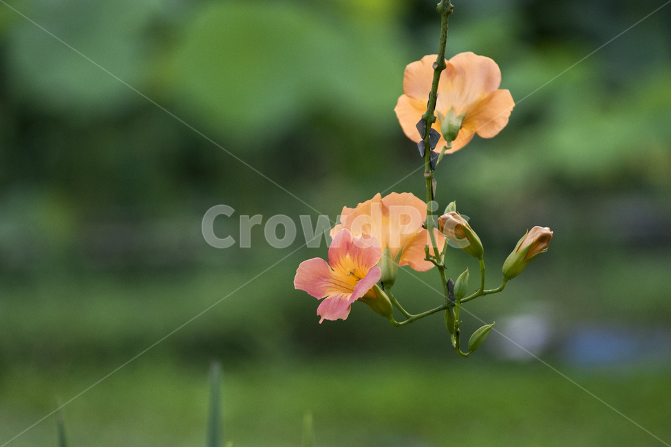 능소화,꽃,여름꽃,여름,능소화꽃,식물,자연,plants,nature,꽃,flower