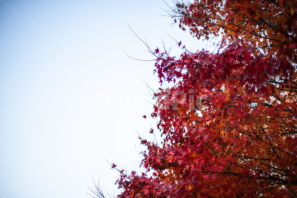 가을,단풍,단풍잎,단풍나무,나무,가을,계절,fall,autumn,season,leaf,잎,plant,식물,tree,maple