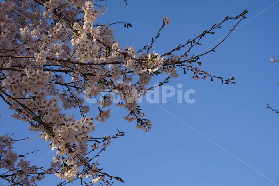 봄,꽃,spring,벚꽃,cherryblossom